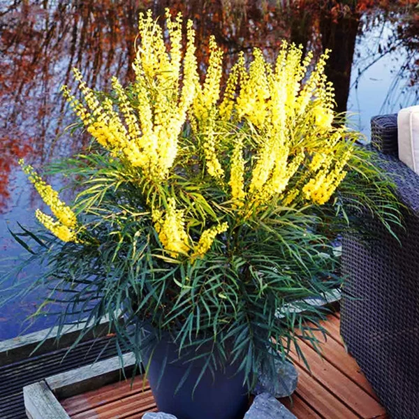 Mahonia eurybracteata 'Soft Caress'®