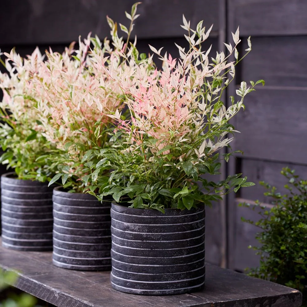 Nandina domestica 'Twilight' - Japán szentfa