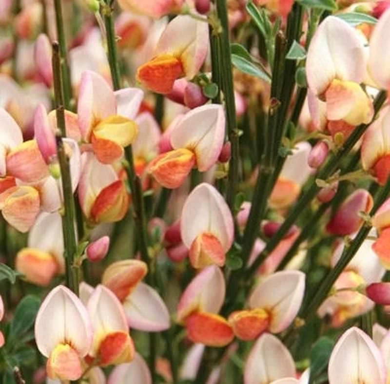 Cytisus 'Zeelandia'