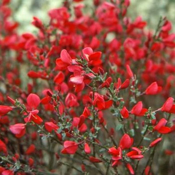 Cytisus 'Red Lena'