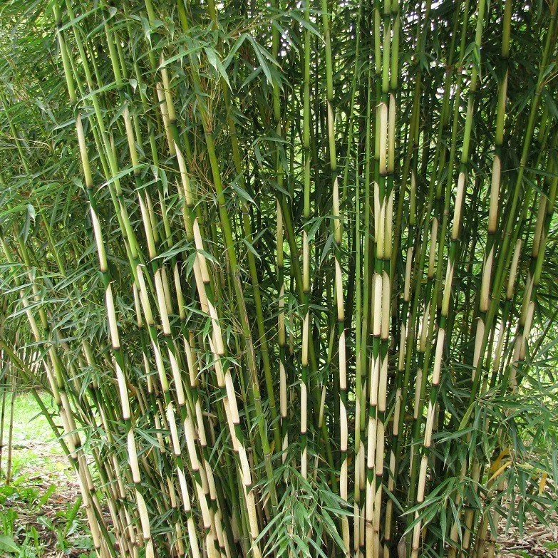 Fargesia robusta 'Pingwu' - esernyőbambusz