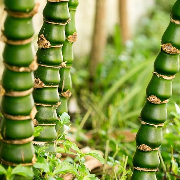 Bambusa ventricosa - Buddha hasa bambusz