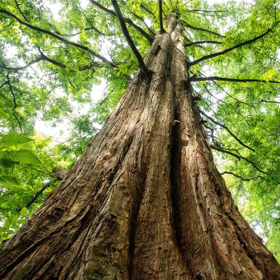 Metasequoia glyptostroboides 'Goldrush' – kínai mamutfenyő