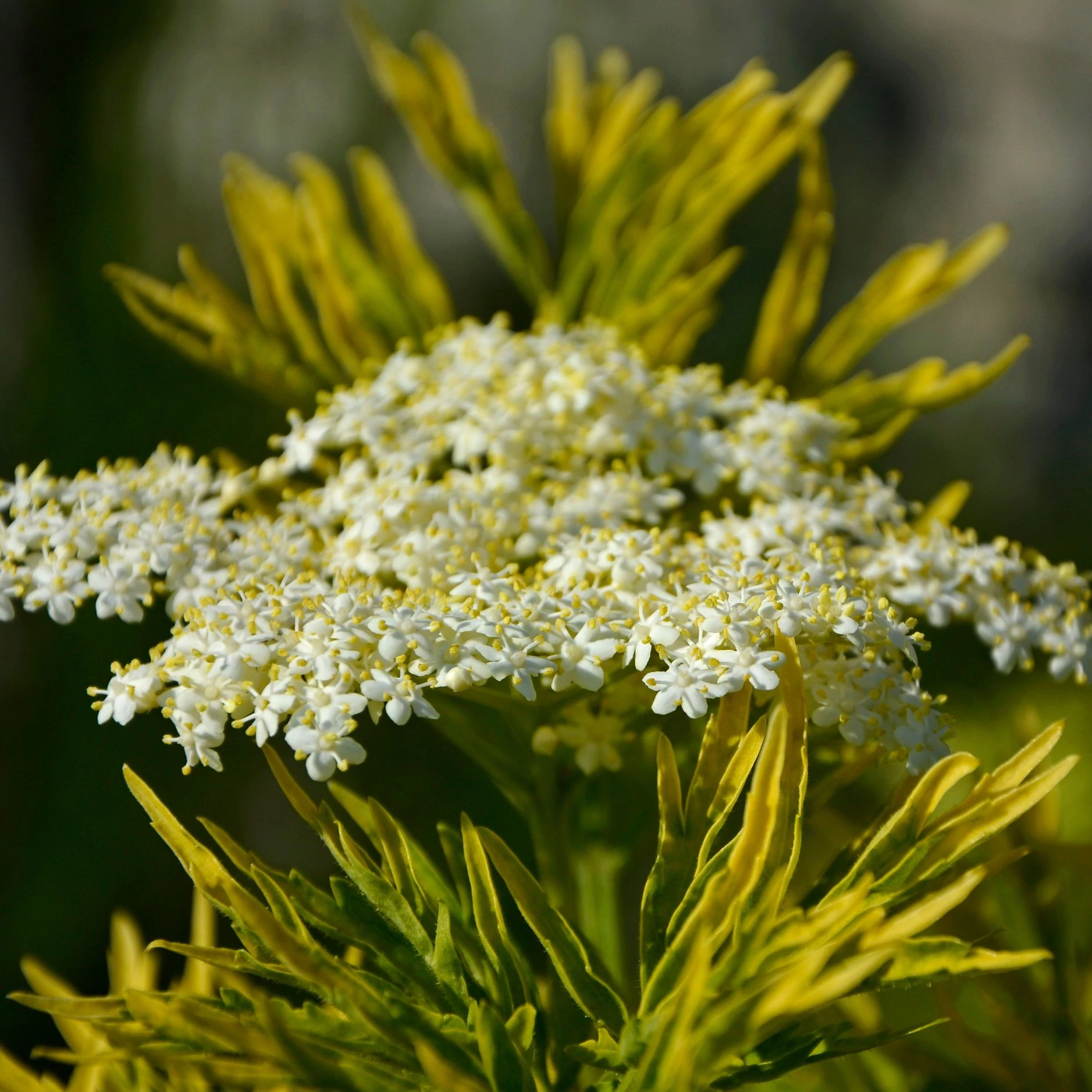 Sambucus nigra 'Golden Tower®' – arany, szeldelt levelű bodza