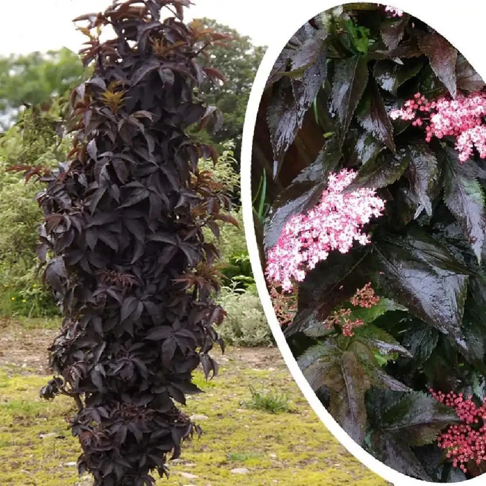 Sambucus nigra 'Black Tower' - oszlopos bordó levelű bodza
