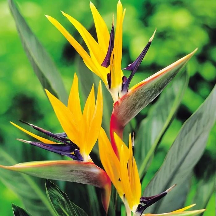 Strelitzia reginae 2 növény / cserép