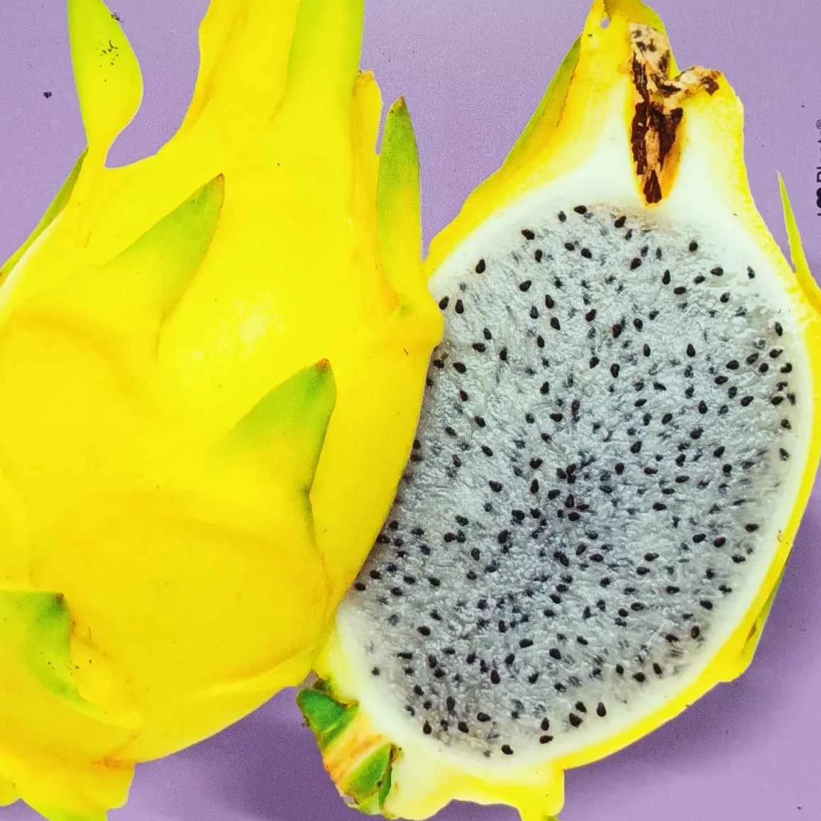 Pitaya Selenicereus megalanthus / Sárkánygyümölcs gyökeres dugvány