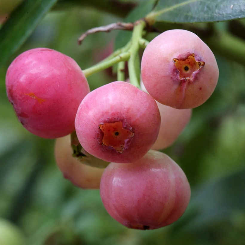 Vaccinium 'Pink Berry' - rózsaszín áfonya