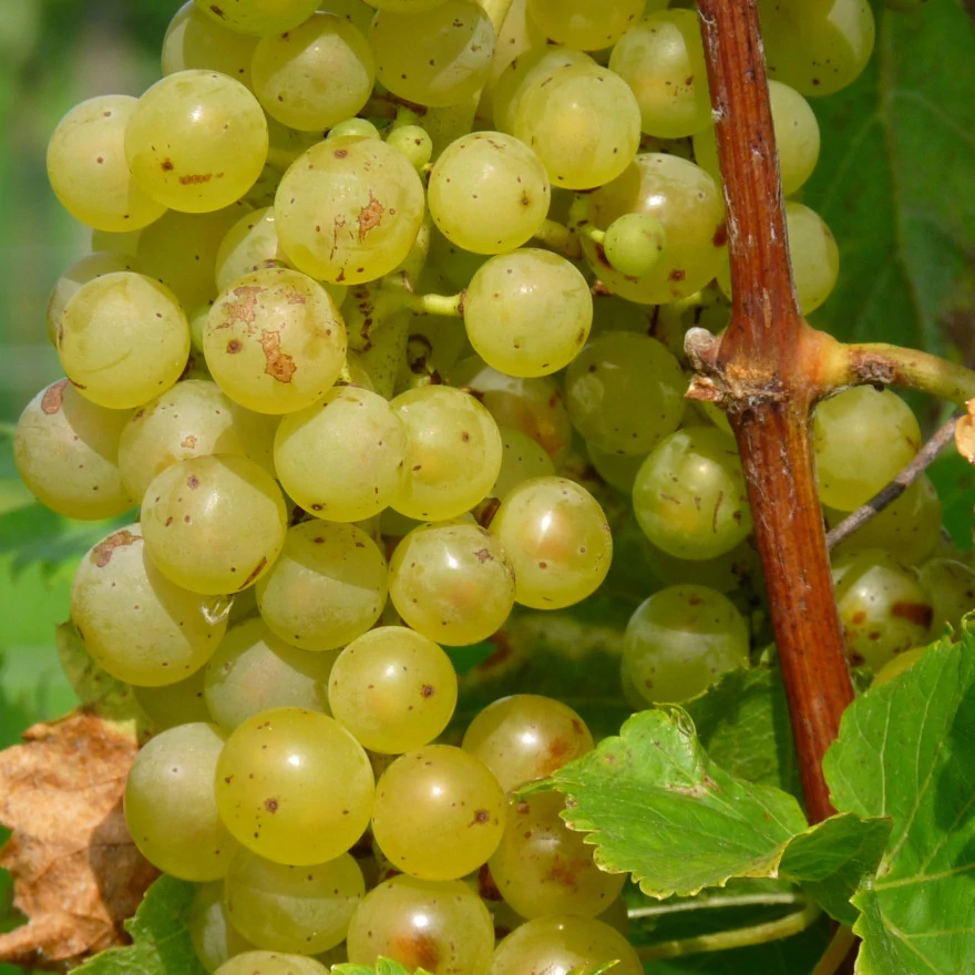 Vitis vinifera 'Johanniter' - fehér szőlő