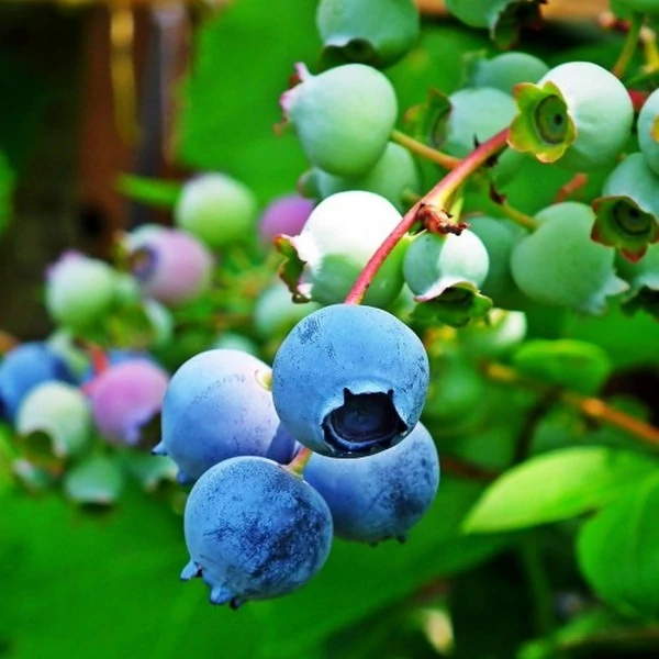 Vaccinium corymbosum 'Goldtraube'  - áfonya