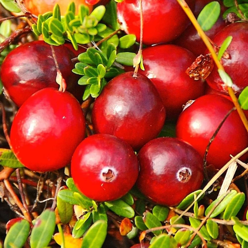 Vaccinium macrocarpon 'Early Black' – Tőzegáfonya