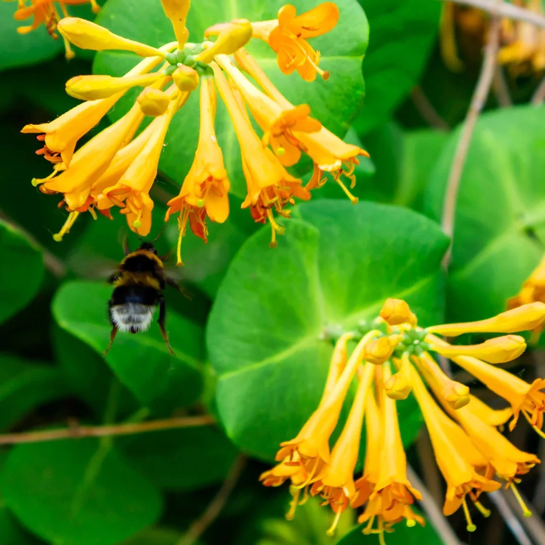 Lonicera henryi ‘Copper Beauty’ - borostáslevelű kúszólonc