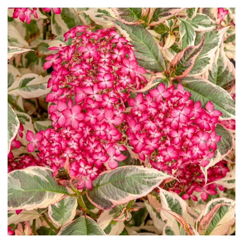Hydrangea serrata 'Euphoria Pink'
