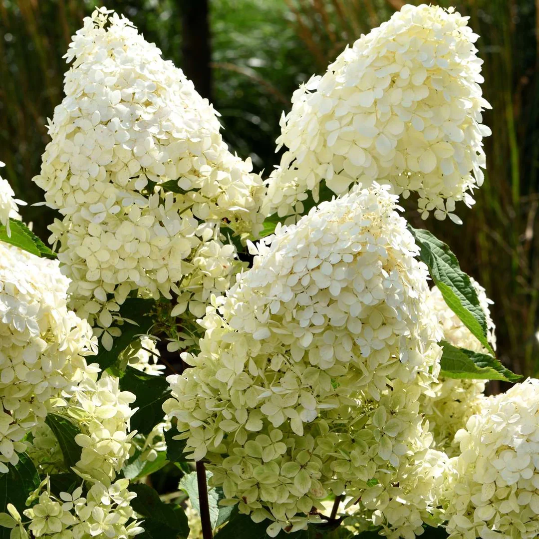 Hydrangea paniculata 'Phantom'