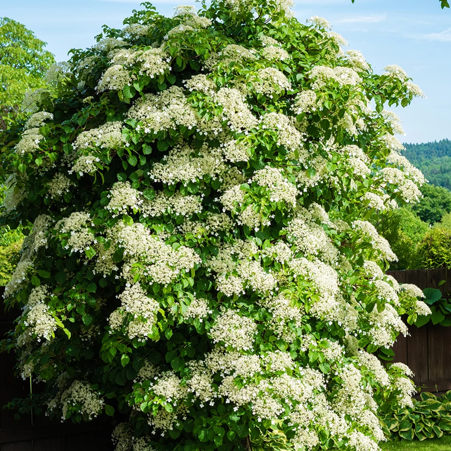 Hydrangea anomala petiolaris