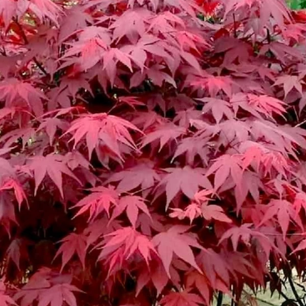 Acer palmatum 'Atropurpureum'
