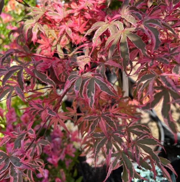 Acer palmatum 'Shirazz'