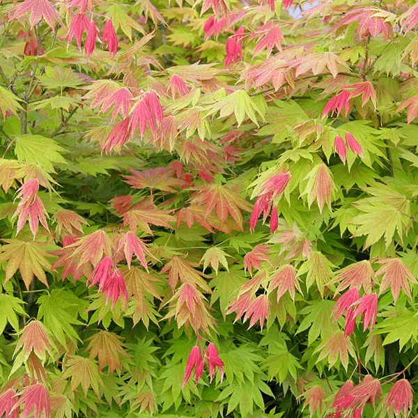 Acer palmatum 'Shirasawanum Moonrise'