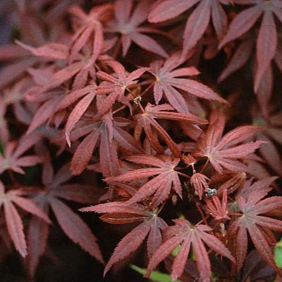 Acer palmatum 'Skeeters Broom'