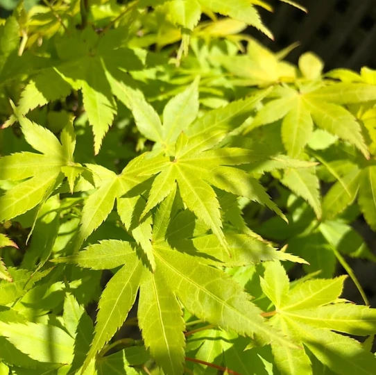 Acer palmatum 'Summer Gold'