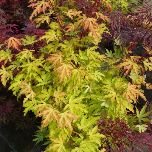 Acer palmatum 'Anne Irene'