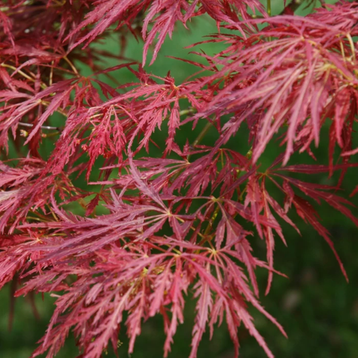 Acer palmatum 'Dissectum Atropurpureum'