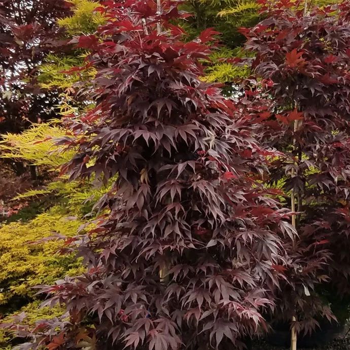 Acer palmatum 'Livy'