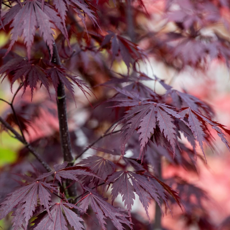 Acer palmatum 'Black Lace'