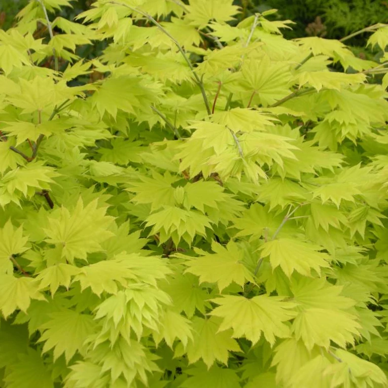 Acer palmatum 'Shirasawanum Jordan'