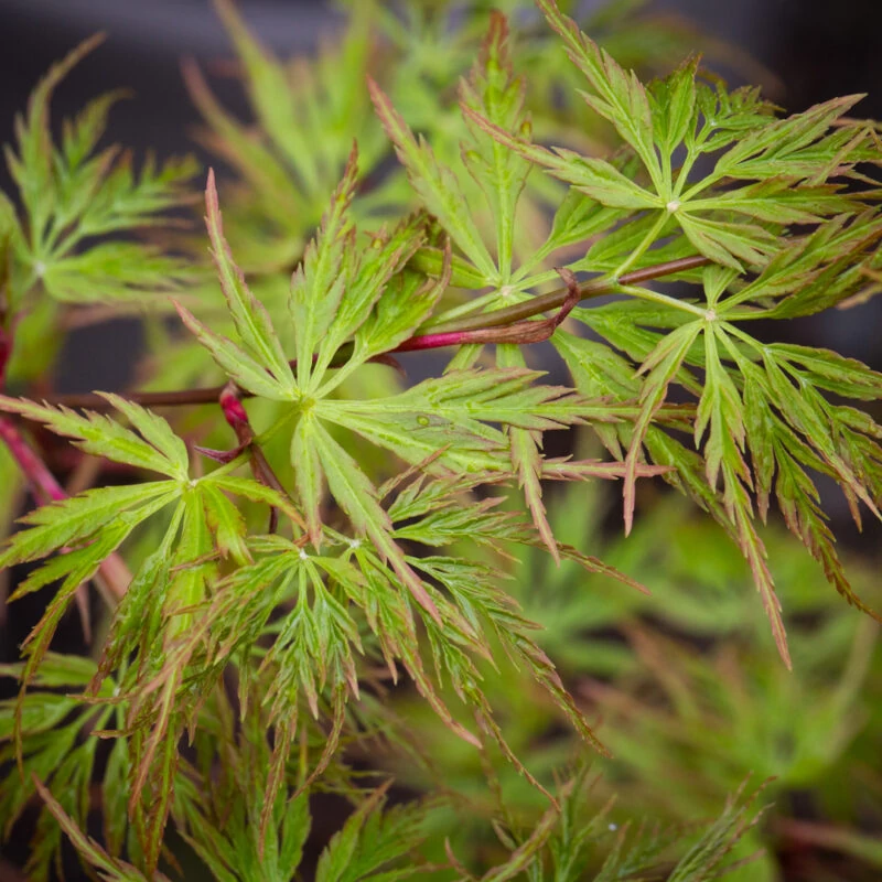 Acer palmatum 'Seiryu'