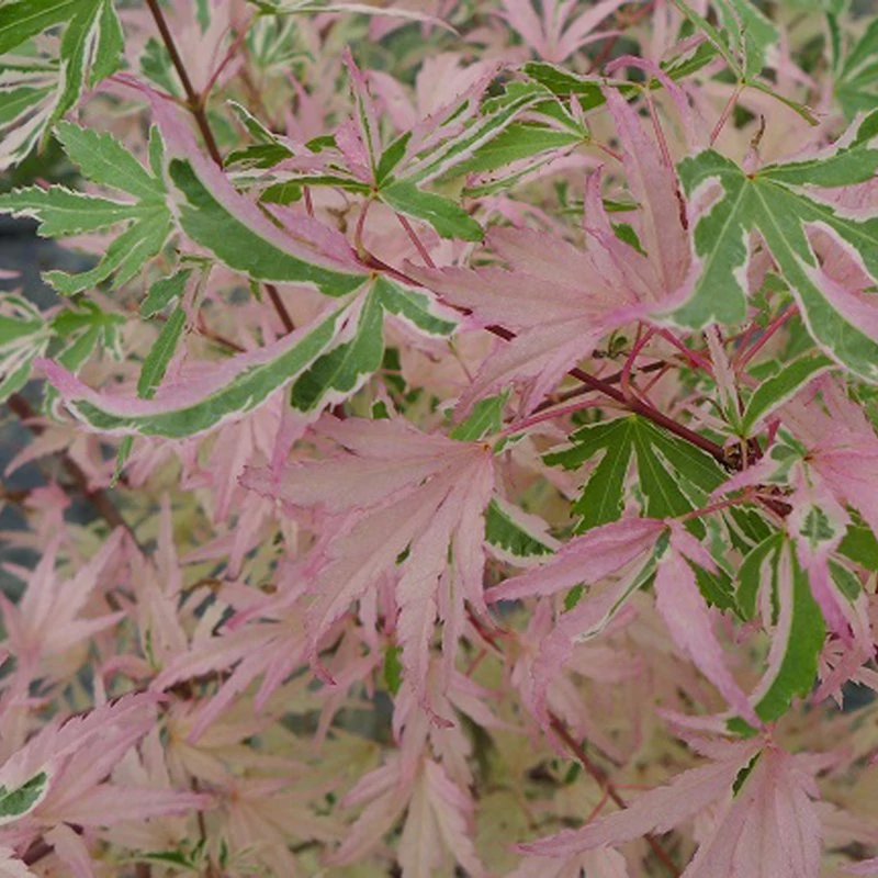 Acer palmatum 'Taylor'