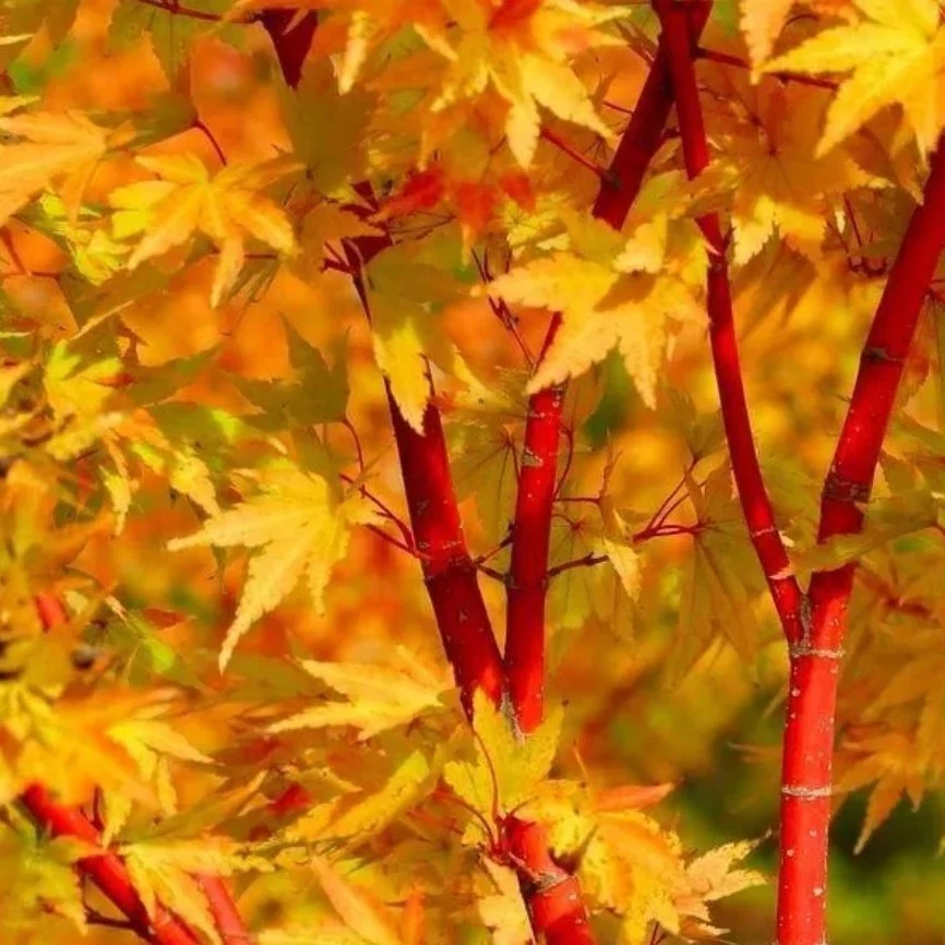 Acer palmatum 'Sango Kaku'