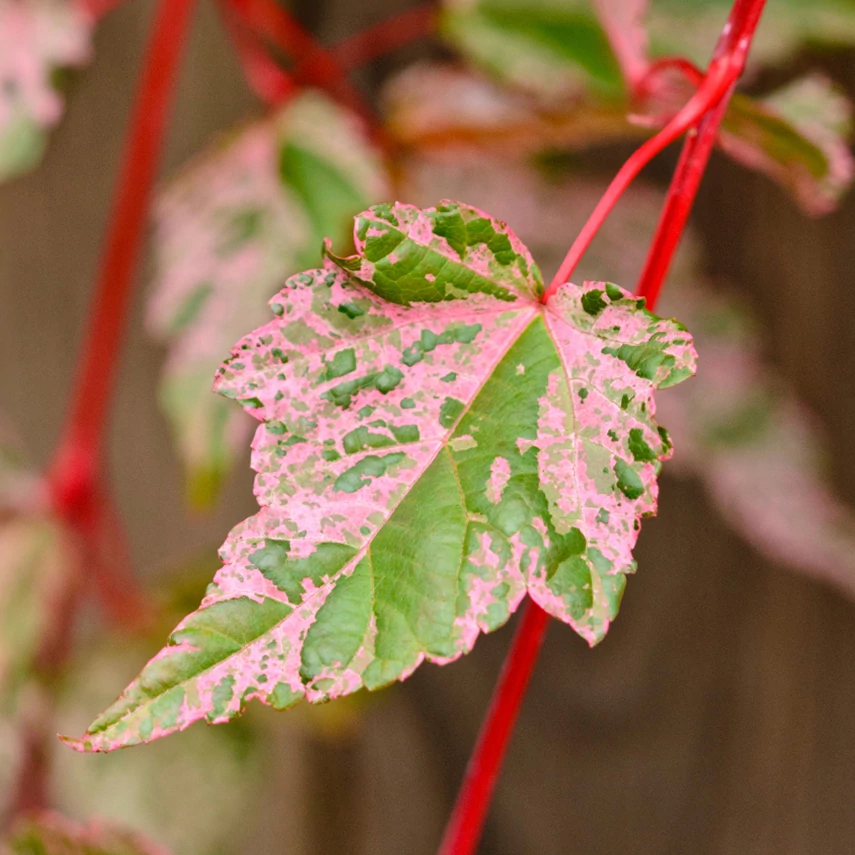 Acer conspicuum Red Flamingo  - Vörös flamingó juhar
