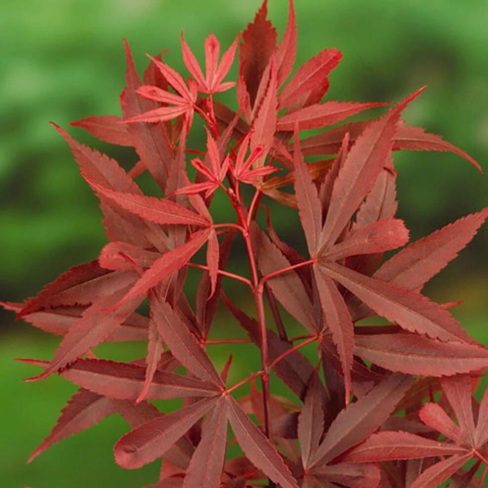 Acer palmatum 'Shaina'