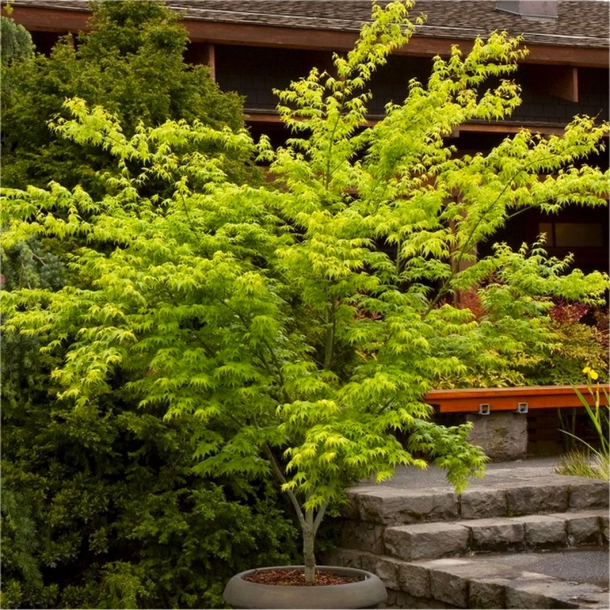 Acer palmatum 'Aoyagi'