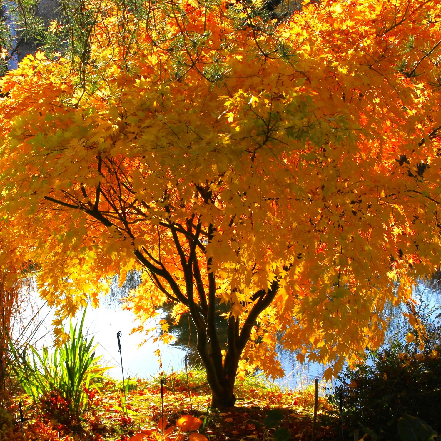 Acer palmatum 'Orange dream'