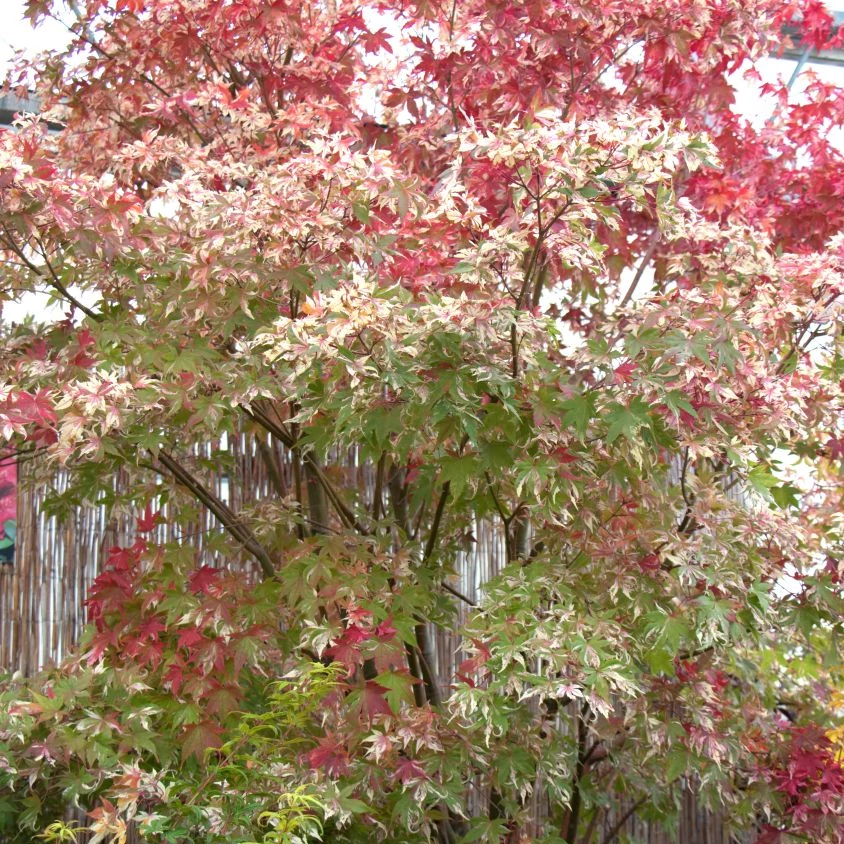 Acer palmatum 'Oridono Nishiki'