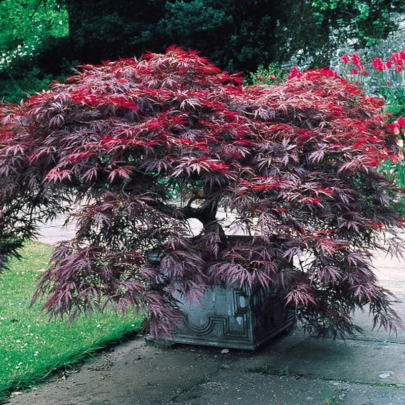 Acer palmatum 'Dissectum atropurpureum'