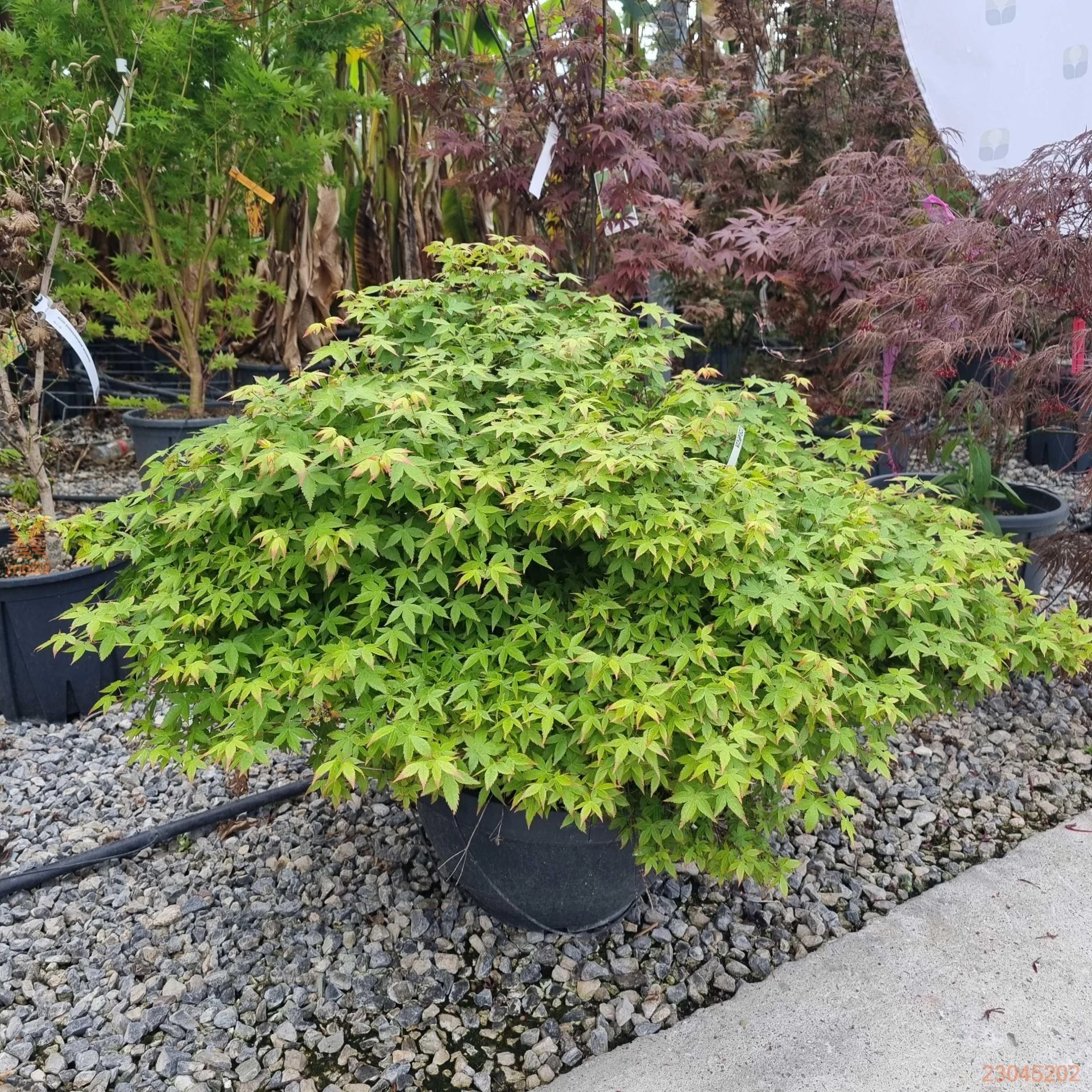 Acer palmatum 'Little Princess'