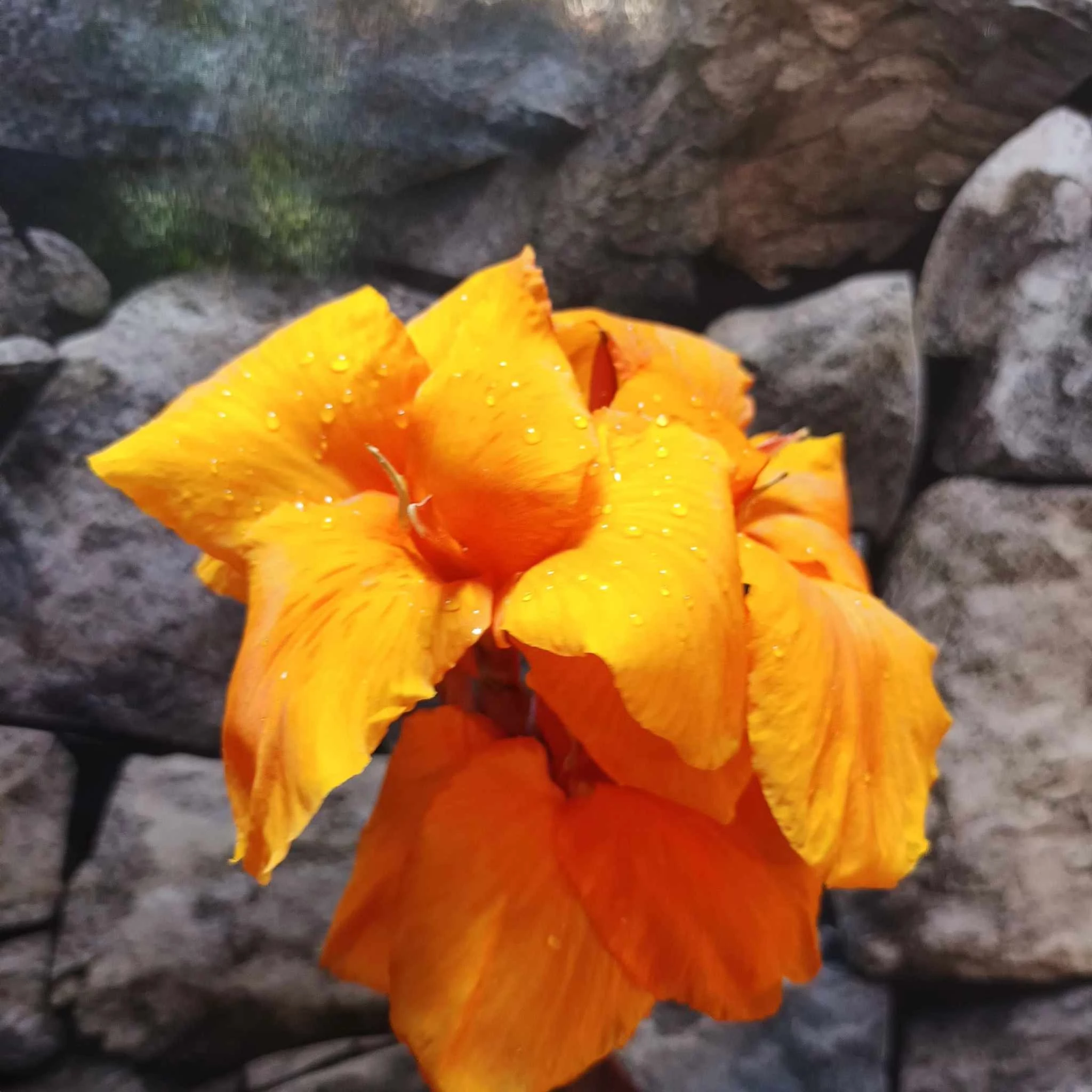 Canna durban