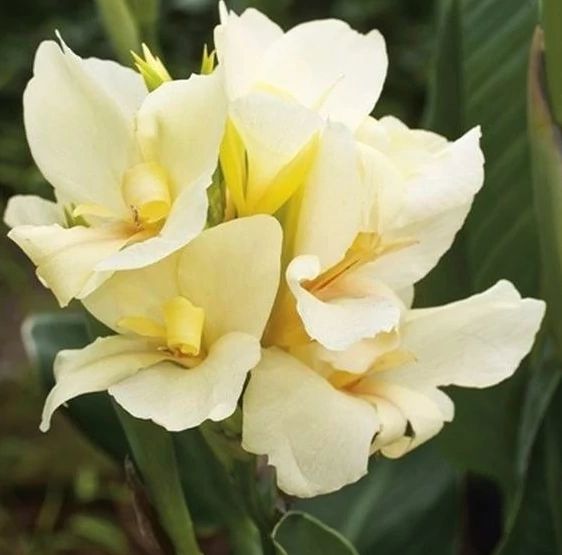 Canna  Alaska, több töves, erős növények