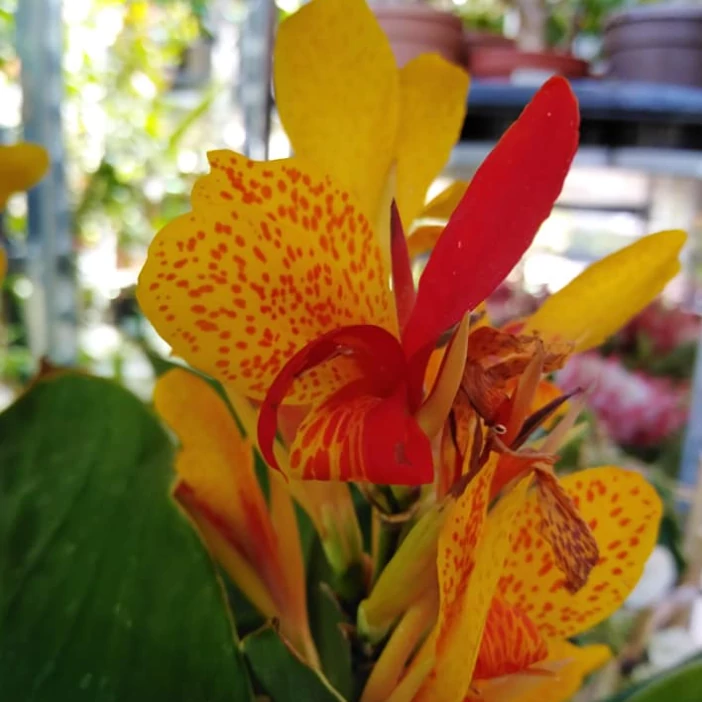 Canna Madeira, jelenleg rizómát értékesítünk