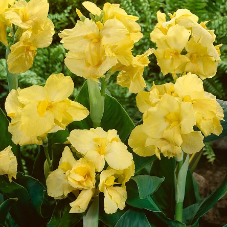 Canna 'Yellow Sun' erős, több töves növények