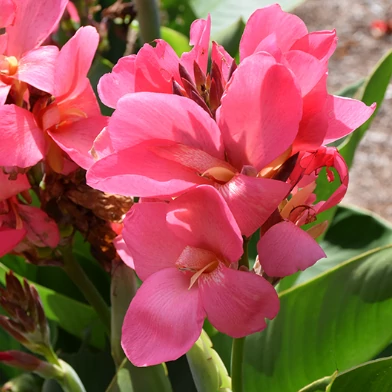 Canna rose, több töves, erős növények