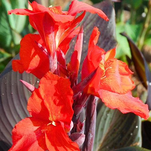 Canna Red Velvet