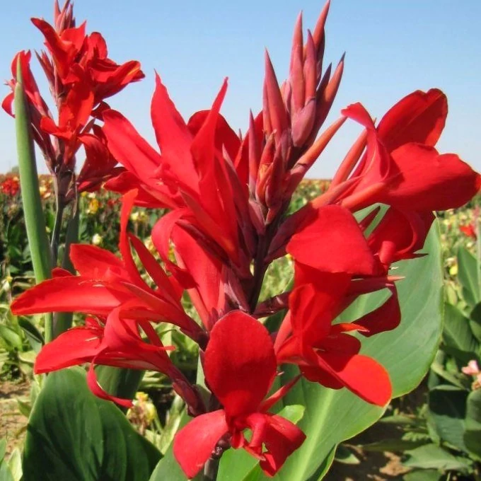 Canna 'Kreta', több töves, erős növények