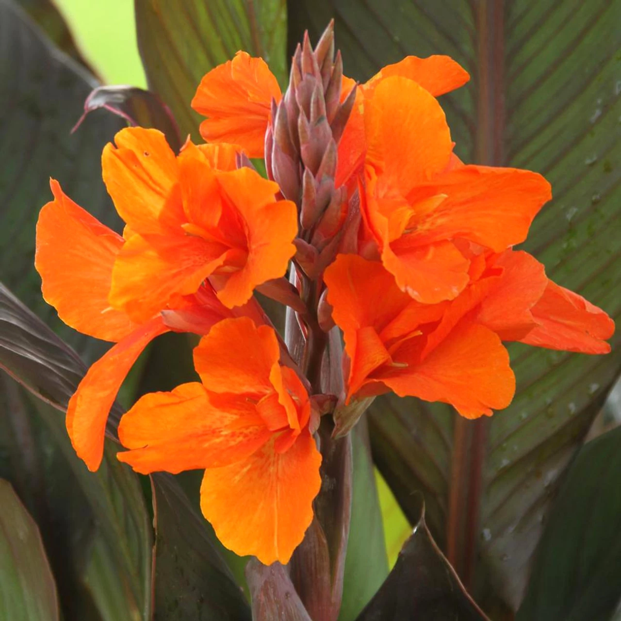 Canna orange