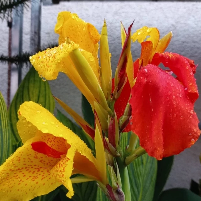 Canna Cleopatra, több töves, erős növények