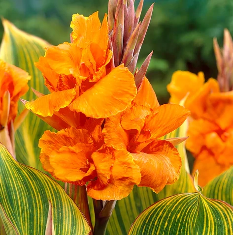 Canna Striata Pretoria