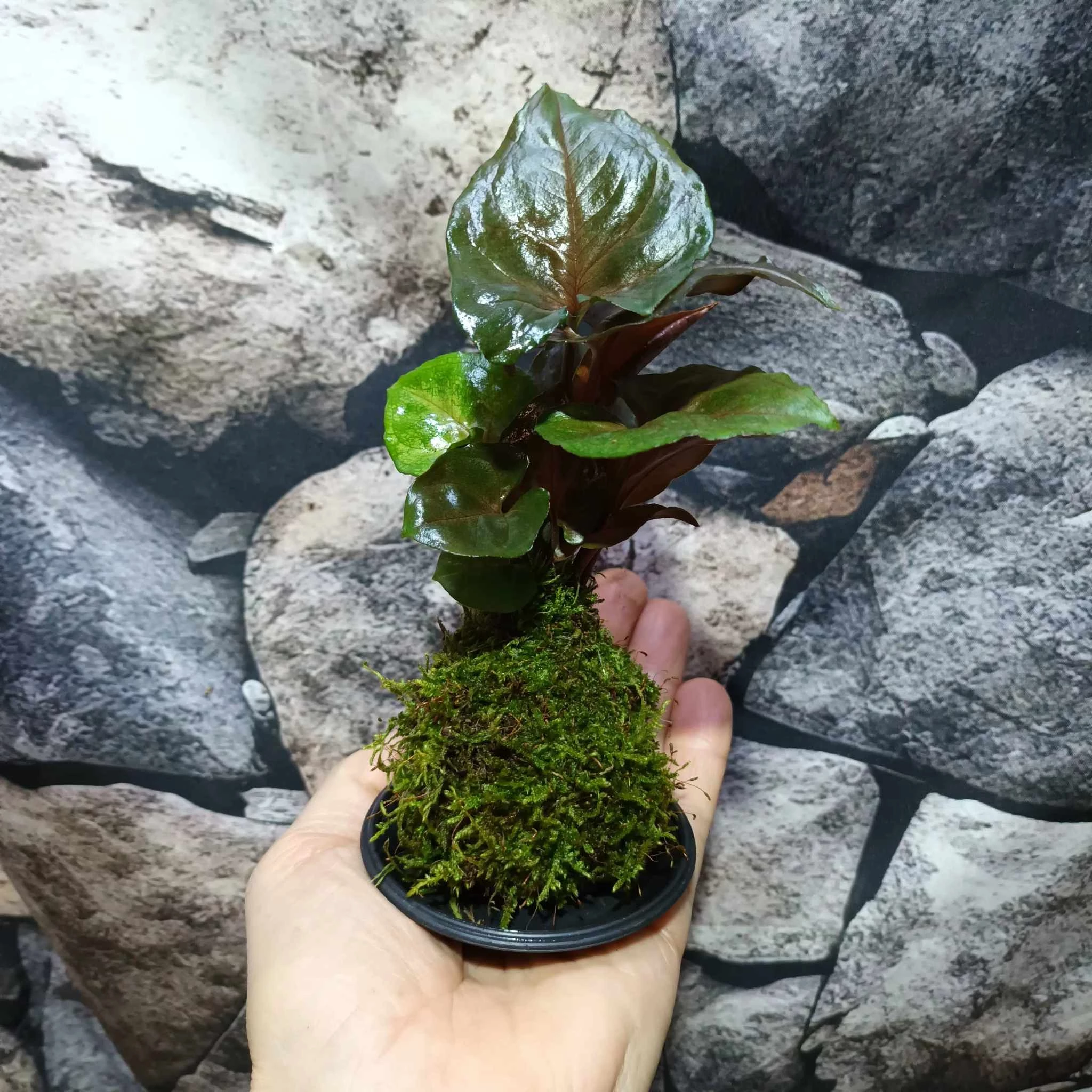 Syngonium 'Maria Allusion' kokedama